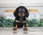 Small #1 Dachshund