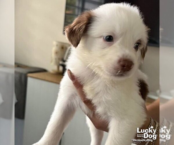 Medium Photo #1 Border Collie-Unknown Mix Puppy For Sale in Washington, DC, USA