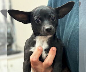 Chihuahua-Unknown Mix Dogs for adoption in Jefferson, WI, USA