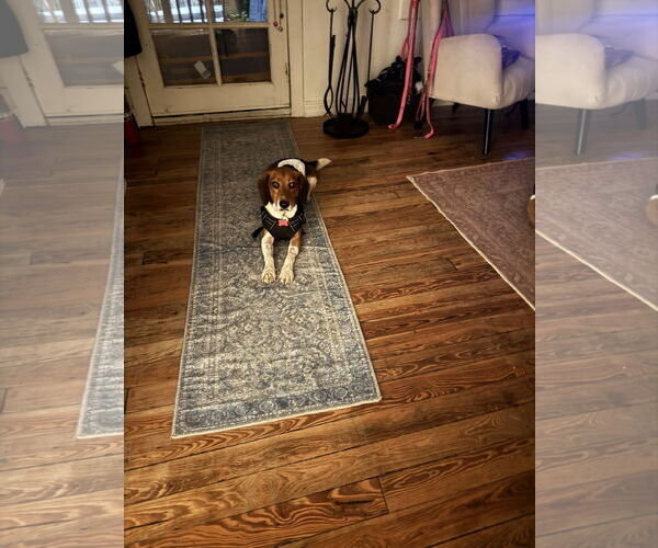 Medium Photo #3 Beagle Puppy For Sale in Tampa, FL, USA