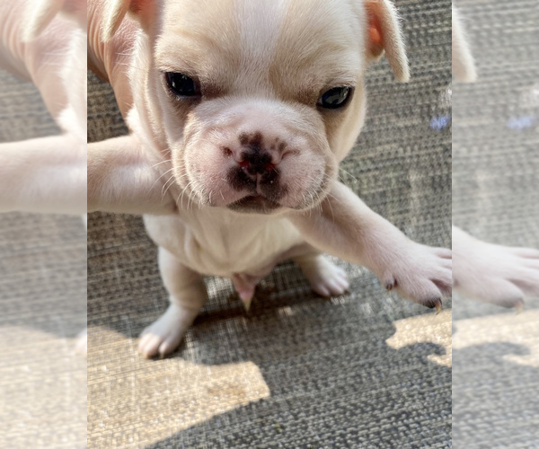 Medium Photo #2 French Bulldog Puppy For Sale in MERIDEN, MN, USA