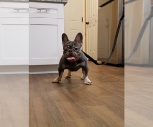 French Bulldog Puppy for sale in HOUSTON, TX, USA