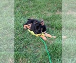 Small Photo #4 German Shepherd Dog Puppy For Sale in EAST FREEHOLD, NJ, USA
