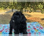 Image preview for Ad Listing. Nickname: Zeva F1B