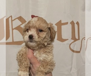 Maltipoo (Miniature) Dogs for adoption in VENETA, OR, USA