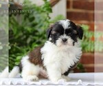 Small #3 Shih Tzu