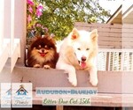 Small Photo #24 Pomsky Puppy For Sale in RAMSEY, MN, USA