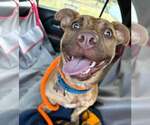 Small #2 Boxer-Pembroke Welsh Corgi Mix