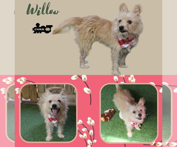 Medium Photo #1 Mutt Puppy For Sale in Lindsay, CA, USA