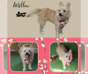 Mutt Dogs for adoption in Lindsay, CA, USA