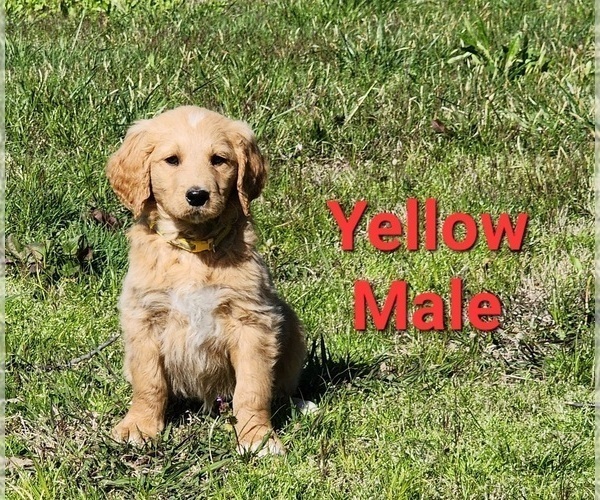 Medium Photo #30 Goldendoodle Puppy For Sale in CLARKSVILLE, TX, USA
