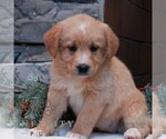 Small Bernedoodle (Miniature)-Labrador Retriever Mix