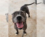 Small #3 American Pit Bull Terrier Mix