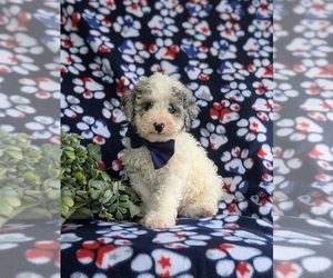 Cavapoo Puppy for sale in COCHRANVILLE, PA, USA