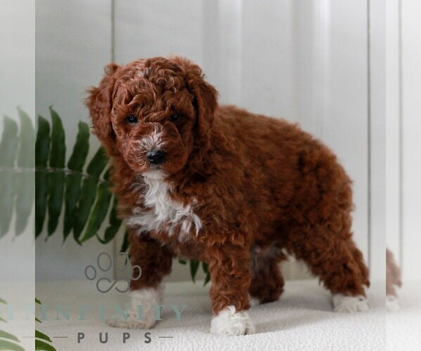 Medium Photo #3 Goldendoodle (Miniature) Puppy For Sale in LANCASTER, PA, USA