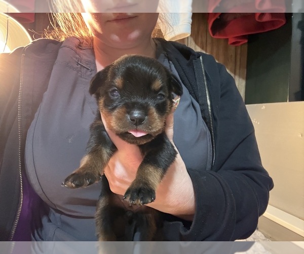 Medium Photo #30 Rottweiler Puppy For Sale in GREEN SPRINGS, OH, USA