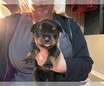 Small Photo #30 Rottweiler Puppy For Sale in GREEN SPRINGS, OH, USA