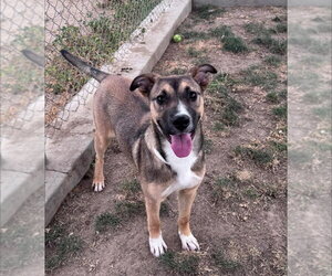 Lucy - Female Australian Shepherd-Unknown Mix Dog for Adoption - Photo #3