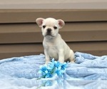 Small Photo #39 French Bulldog Puppy For Sale in LIBERTY, KY, USA