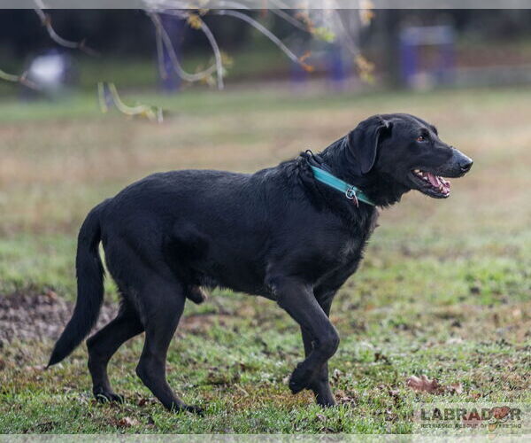 Medium Photo #4 Labrador Retriever Puppy For Sale in Clovis, CA, USA