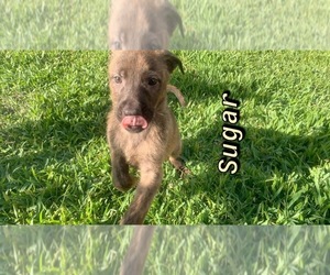 American Pit Bull Terrier-German Shepherd Dog Mix Puppy for sale in TAMPA, FL, USA