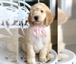 Small Photo #2 Labradoodle Puppy For Sale in COVINGTON, TX, USA