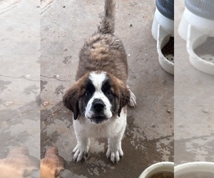 Saint Bernard Puppy for sale in VICTORVILLE, CA, USA