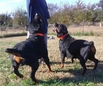 Small Photo #7 Rottweiler Puppy For Sale in HACKETT, AR, USA