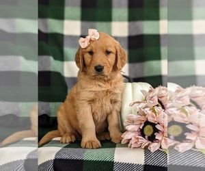 Golden Retriever Puppy for sale in CHRISTIANA, PA, USA