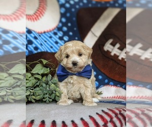 Maltipoo Puppy for sale in OXFORD, PA, USA