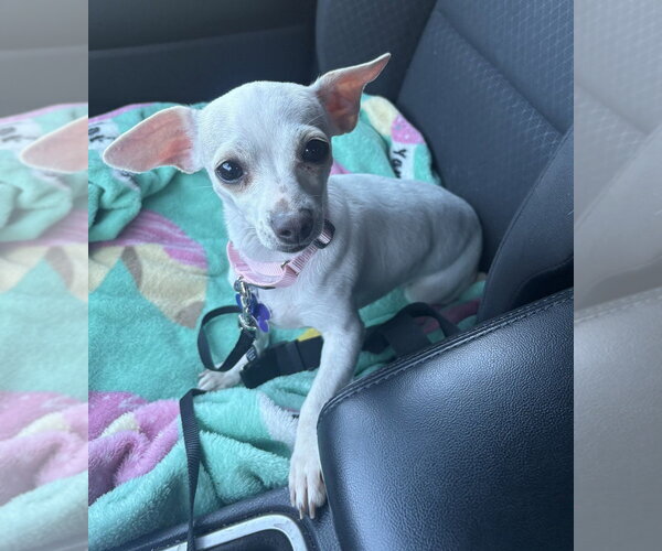 Medium Photo #11 Chihuahua Puppy For Sale in Oak Bluffs, MA, USA