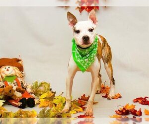 American Staffordshire Terrier-Boston Terrier Mix Dogs for adoption in Sanford, FL, USA