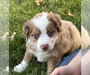 Miniature Australian Shepherd Puppy for Sale in ELK GROVE, California USA