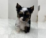 Small #7 Yorkshire Terrier