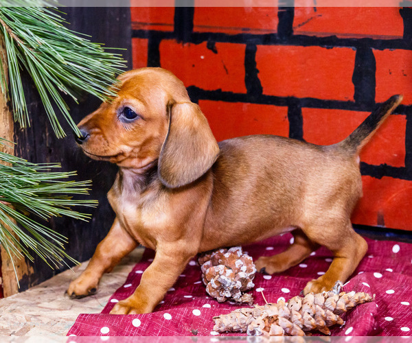 Medium Photo #4 Dachshund Puppy For Sale in WAKARUSA, IN, USA