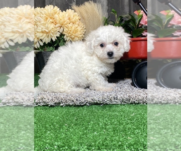 Medium Photo #4 Bichon Frise Puppy For Sale in CANOGA, NY, USA