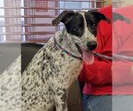 Small #1 Dalmatian Mix