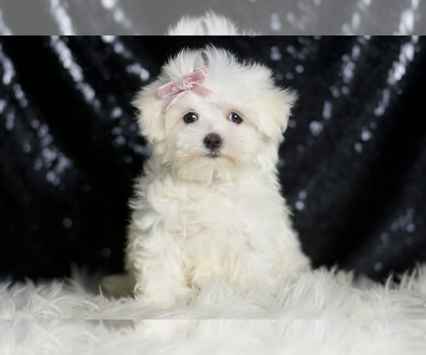 Medium Photo #6 Maltese Puppy For Sale in WARSAW, IN, USA
