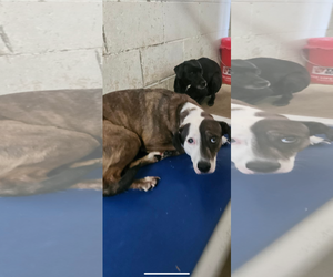 Mutt Dogs for adoption in El Centro, CA, USA