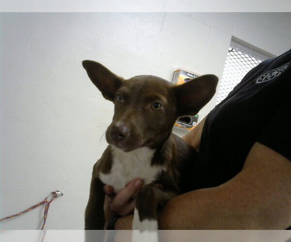 Medium Photo #1 Chihuahua Puppy For Sale in Pasadena, TX, USA