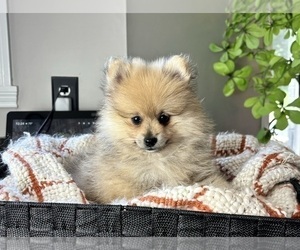 Pomeranian Puppy for sale in FRANKLIN, IN, USA