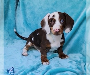Dachshund Puppy for Sale in GLENDALE, Arizona USA