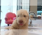 Small #6 Shepadoodle