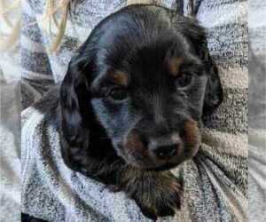 Dachshund Puppy for sale in OMAHA, NE, USA