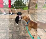 Small #3 American Pit Bull Terrier-Labrador Retriever Mix