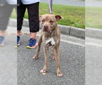 Small #2 American Pit Bull Terrier