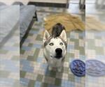 Small Photo #2 Siberian Husky Puppy For Sale in Fort Collins, CO, USA
