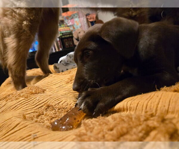 Medium Photo #4 Labrador Retriever-Unknown Mix Puppy For Sale in Aurora, IN, USA