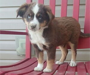 Miniature Australian Shepherd Puppy for sale in MILTON, WI, USA