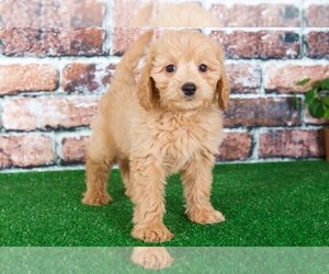 Goldendoodle Puppy for sale in BEL AIR, MD, USA